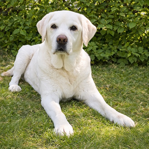 Ludo, der Labrador